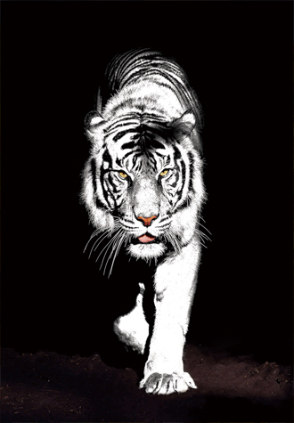 500피스 직소퍼즐 백호 퍼즐갤러리 PG510