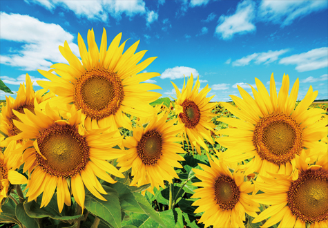 500피스 직소퍼즐 해바라기 들판 퍼즐갤러리 PG521