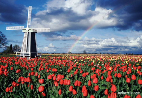 500피스 직소퍼즐 튤립들판 오메가 OMP508