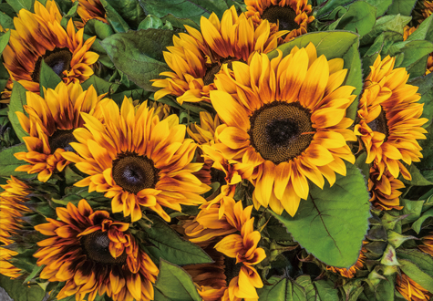 2000피스 직소퍼즐 해바라기 가족 미니조각 퍼즐갤러리 PG2002