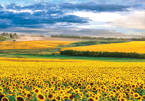 2000피스 직소퍼즐 아름다운 해바라기 들판의 석양 퍼즐코리아 PK2000-3301