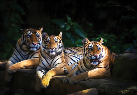 2000피스 직소퍼즐 용감한 호랑이 형제 퍼즐코리아 PK2000-3310