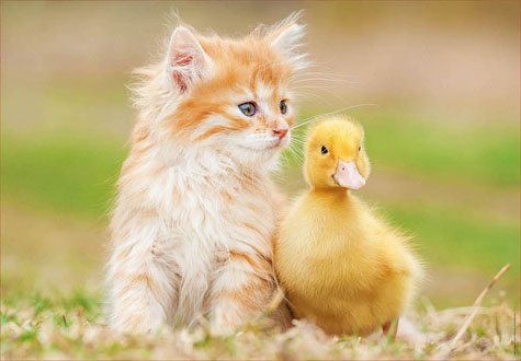 500피스 직소퍼즐 사랑스런 친구들 에듀카 ED18467