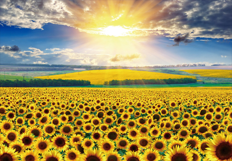 500피스 직소퍼즐 금빛 해바라기 챔버아트 CA5158 -단종-