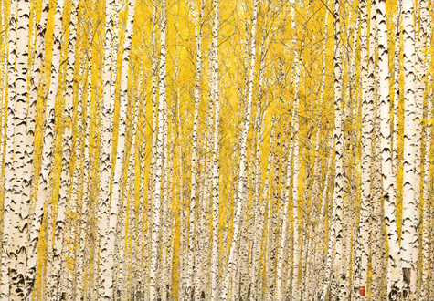 2000피스 직소퍼즐 노랗게 물든 자작나무 숲의 가을 미니조각 퍼즐코리아 PK2000-M3230