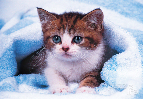 150피스 직소퍼즐 아기 고양이 퍼즐라이프 PL150-41