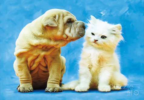 150피스 직소퍼즐 강아지 고양이 커플 퍼즐라이프 PL150-43