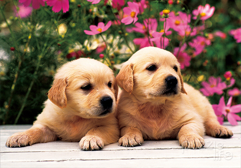 150피스 직소퍼즐 골든 리트리버 퍼즐라이프 PL150-44