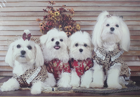 500피스 직소퍼즐 베스트 프렌드 오메가 OMP512