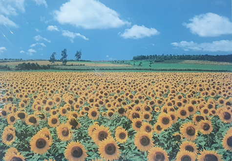 500피스 직소퍼즐 훗카이도 해바라기들판 블루캐슬 BC500-24