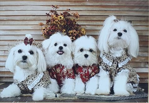 300피스 직소퍼즐 베스트 프렌드 오메가 OMP310