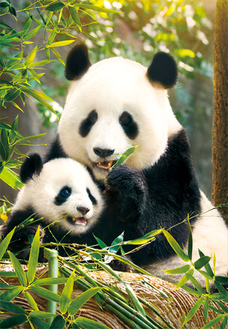 500피스 직소퍼즐 팬더 가족 알록 AL5015