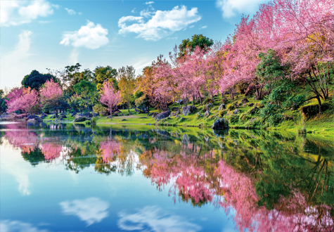 1000피스 직소퍼즐 벚꽃이 만개한 봄의 호수 퍼즐갤러리 PG1050