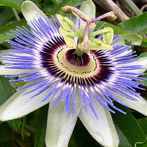 passionflower.jpg