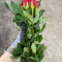 비탈 특 1단 5300원