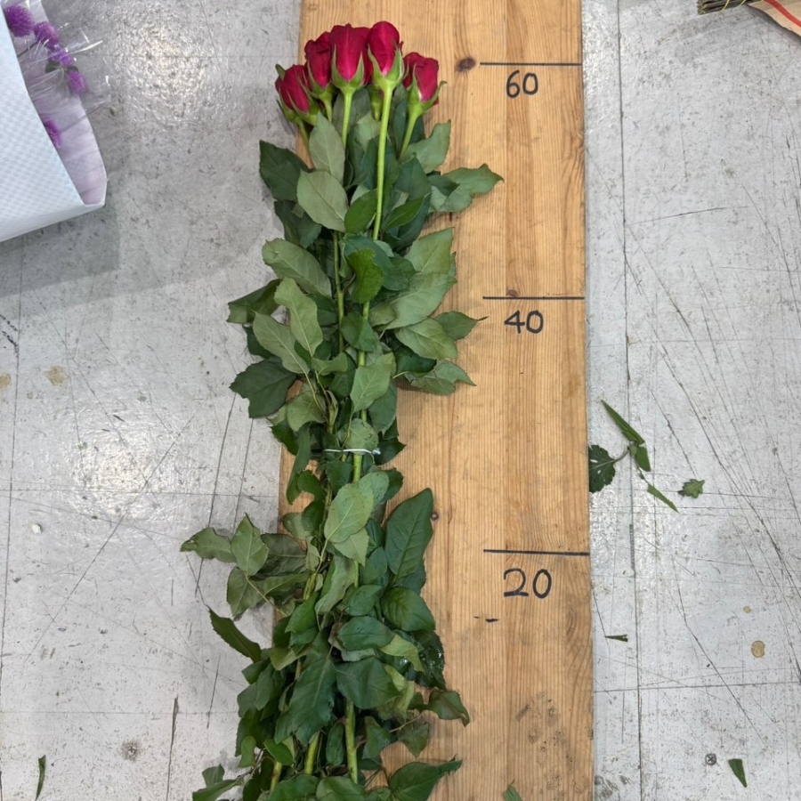 비탈 상 1단 6500원