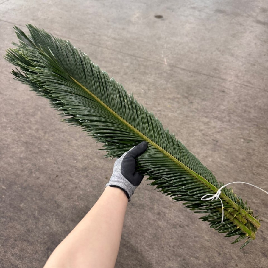 소철 80cm 대 1단 4300원