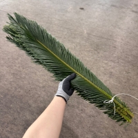소철 80cm 대 1단 4300원
