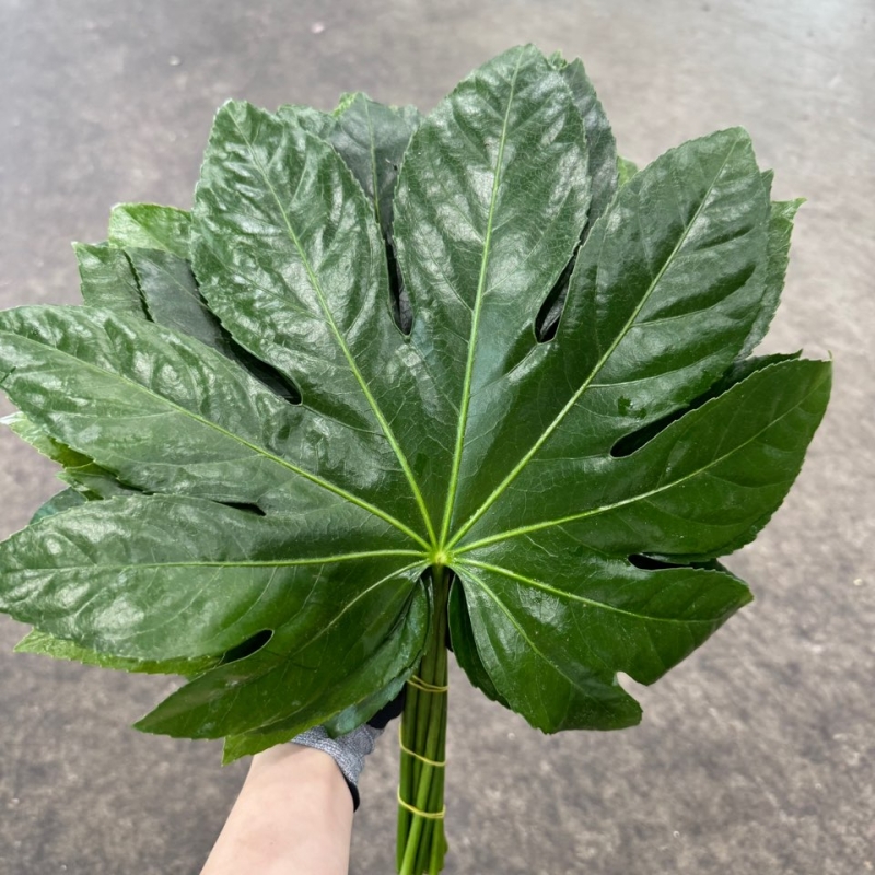팔손이 大 1단 3800원