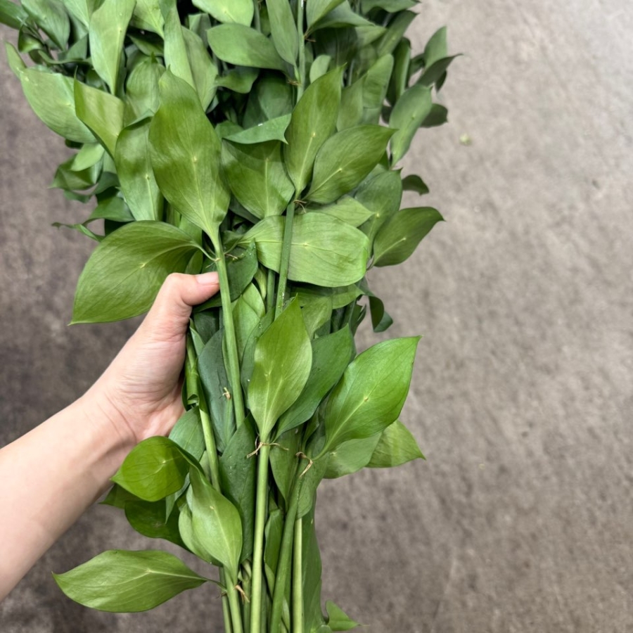수입 유스카스 1단 12500원