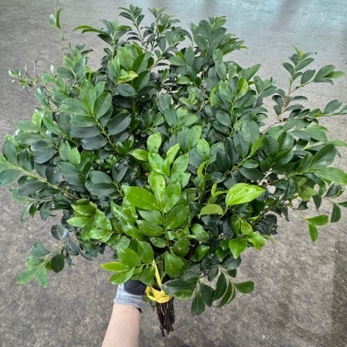 사철 1단 4300원