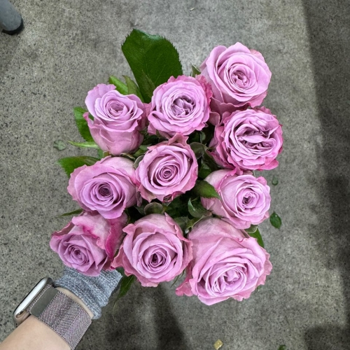 장미 나예리 1단 6500원