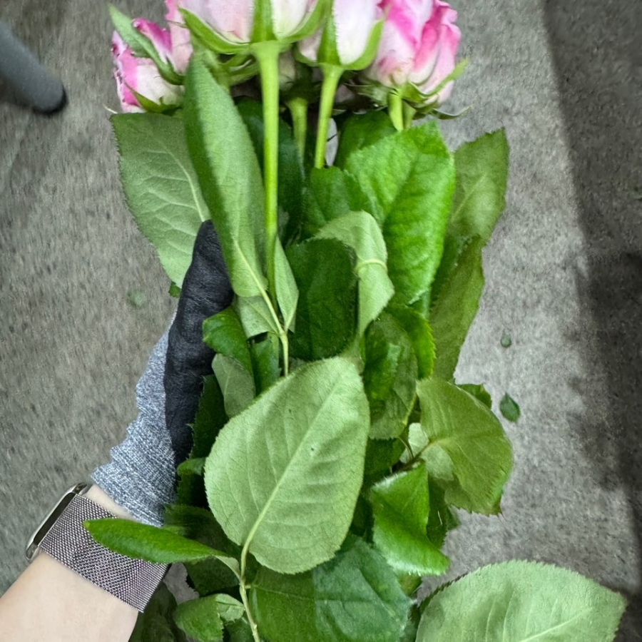 장미 나예리 1단 6500원