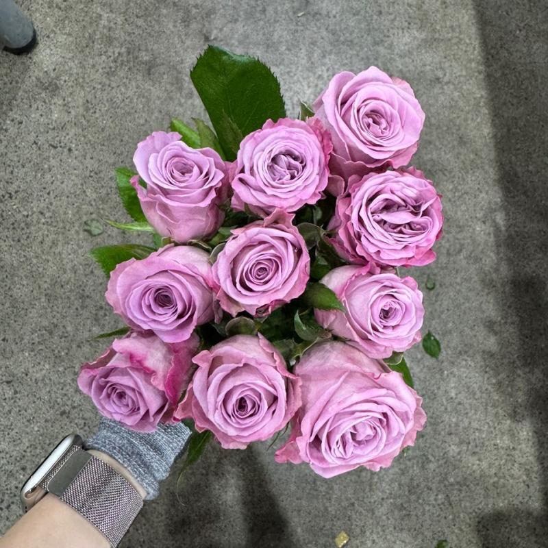 장미 나예리 1단 6500원