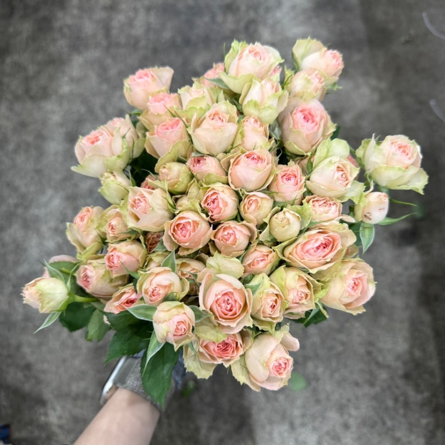 장미 핑크센스 1단 8700원