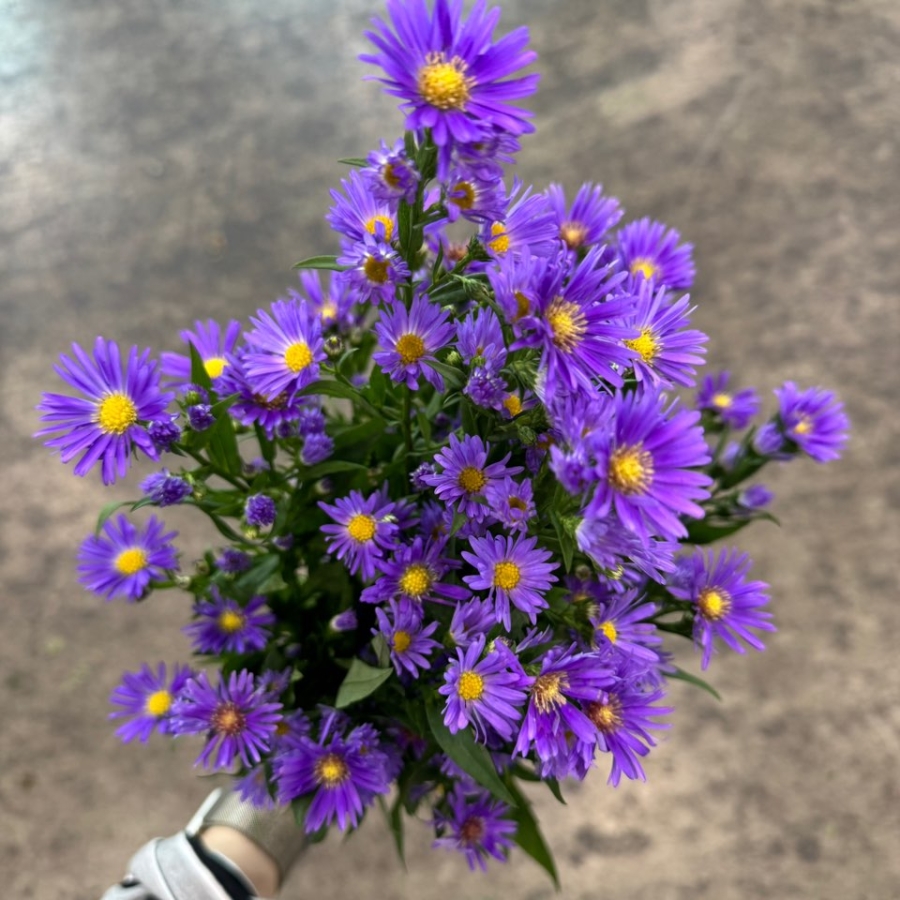 청공작 1단 7200원