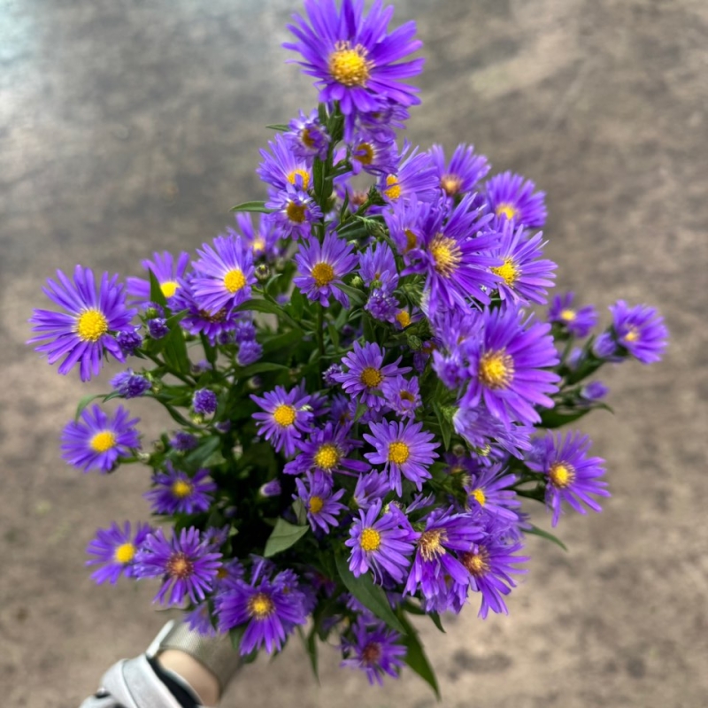 청공작 1단 7200원