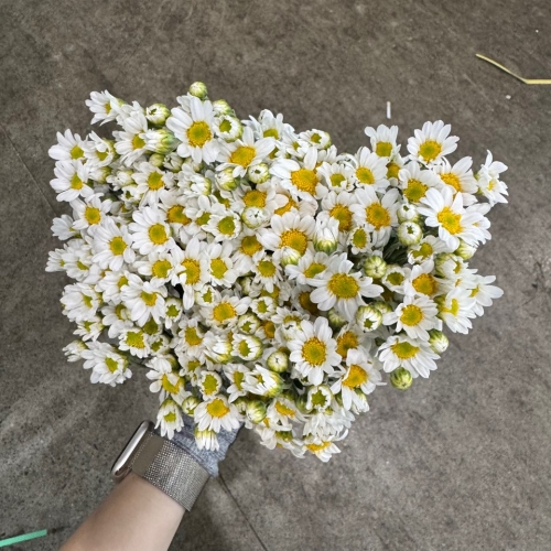 소국 다이아 1단 3100원