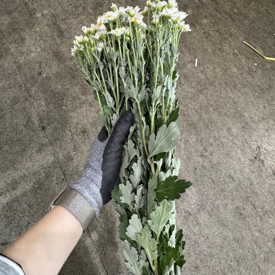 소국 다이아 1단 3100원