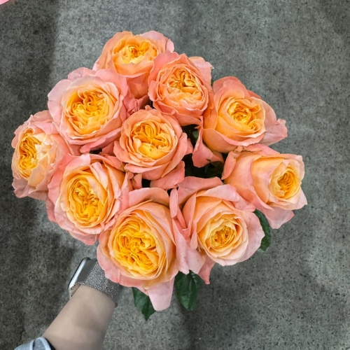 장미 비하이브 1단 11500원