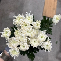 98 국산 백선 화환 중하 28단 (1단 2800원)*색 안좋음,붉은기있음,목빠짐