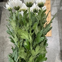 98 국산 백선 화환 중하 28단 (1단 2800원)*색 안좋음,붉은기있음,목빠짐