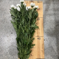 98 국산 백선 화환 중하 28단 (1단 2800원)*색 안좋음,붉은기있음,목빠짐