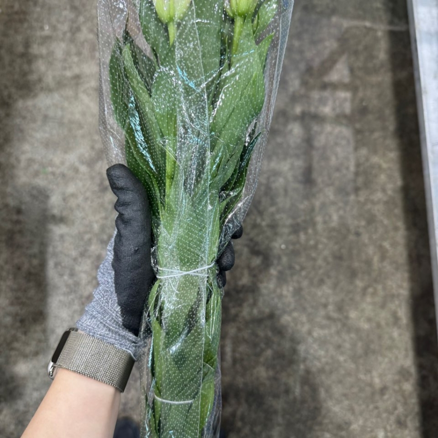 백합 핑크 13300원