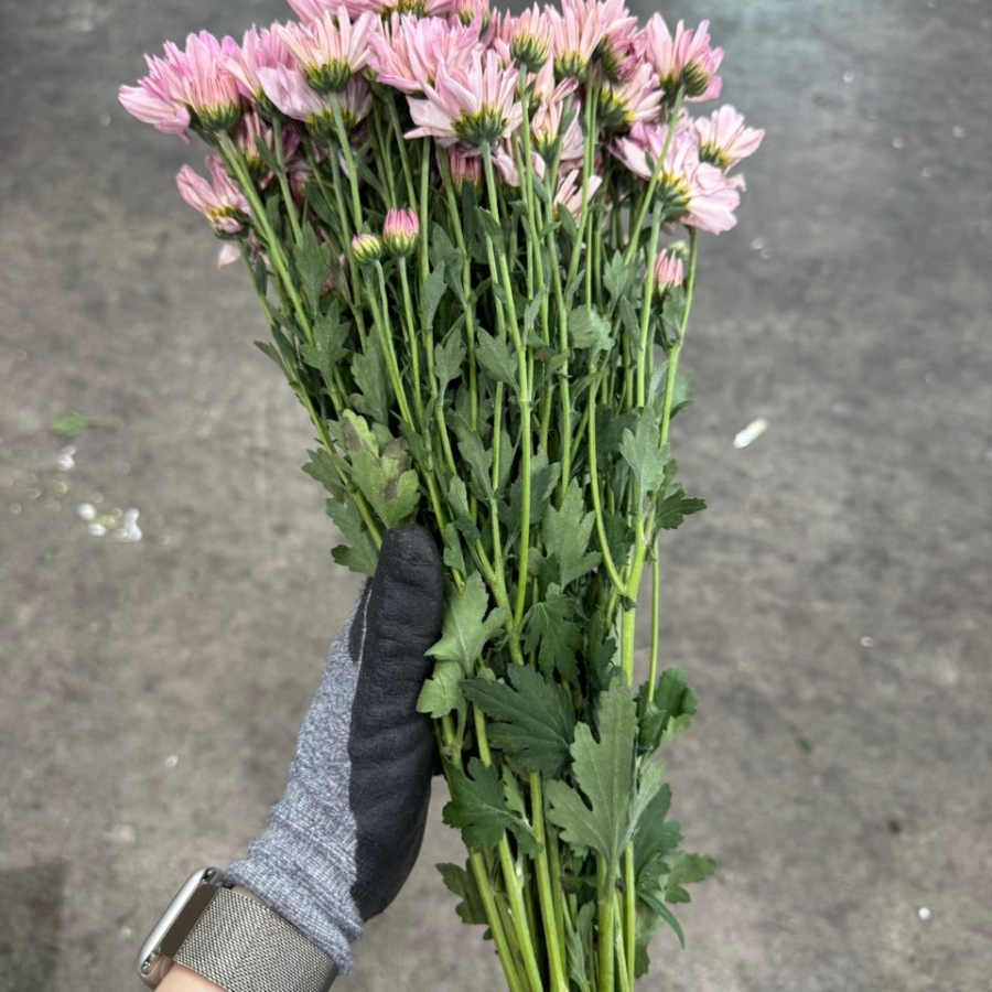 소국 분홍 1단 2500원