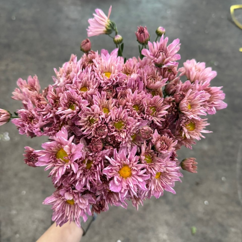 소국 분홍 1단 2500원