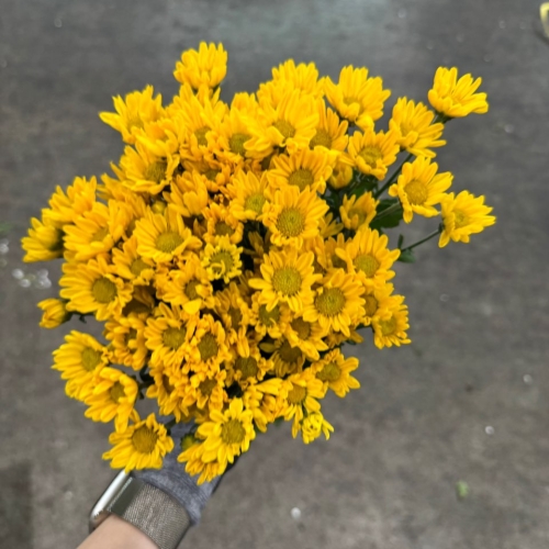 소국 금수 1단 4100원