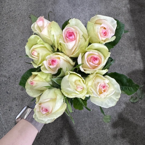 장미 포비 1단 7000원