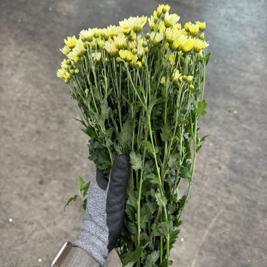소국 크림 1단 3800원
