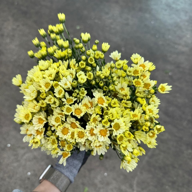 소국 크림 1단 3800원