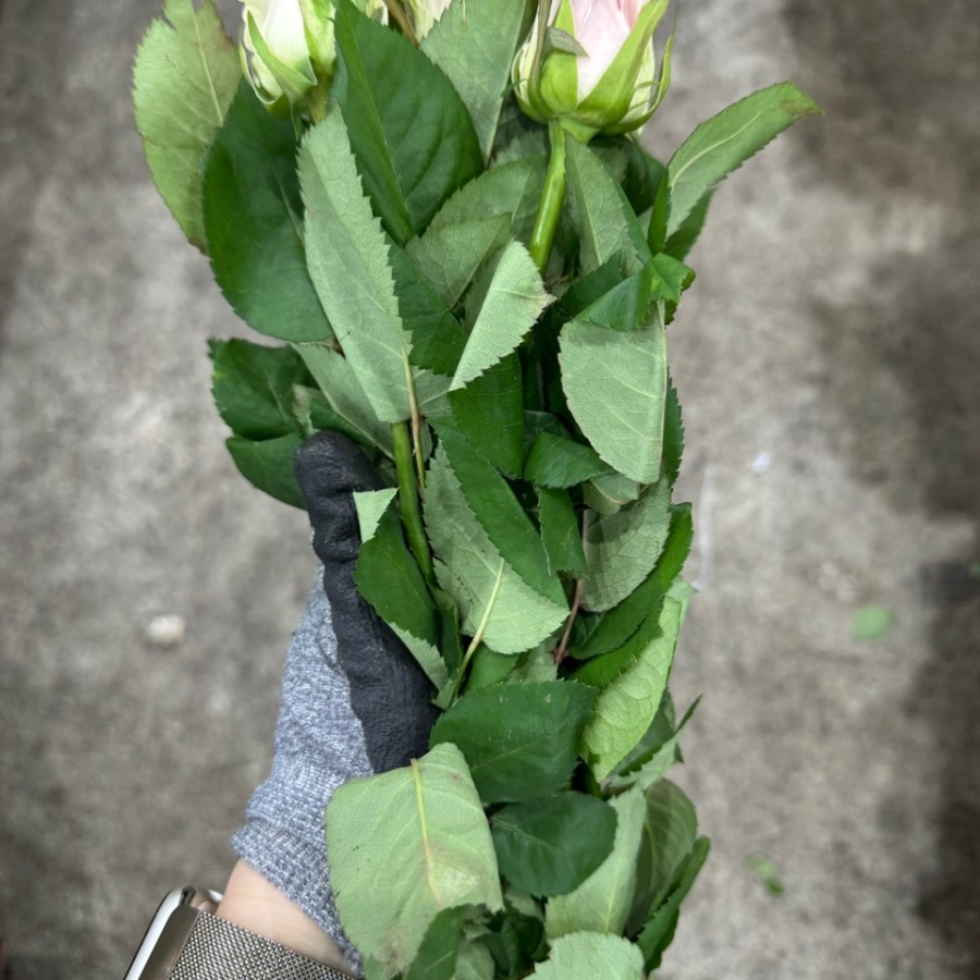 장미 헤라 상 1단 8300원