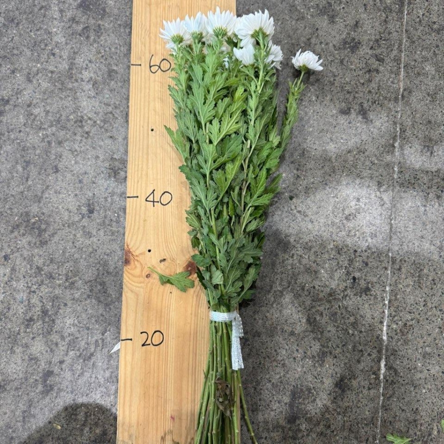 31 국산 백선 화환 중하 31단 (1단 2900원) *목 빠짐