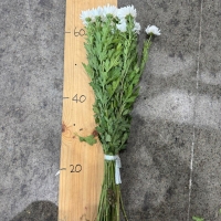 31 국산 백선 화환 중하 31단 (1단 2900원) *목 빠짐