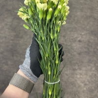 옐로우 스프레이 카네이션 1단 2800원