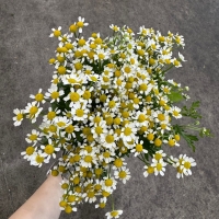 마트리카리아 1단 5500원