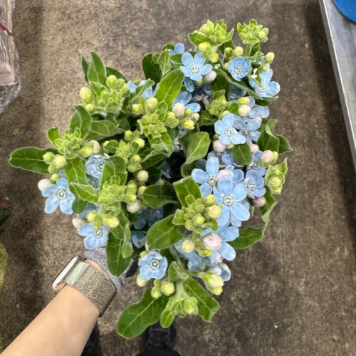 옥시 블루 1단 9700원